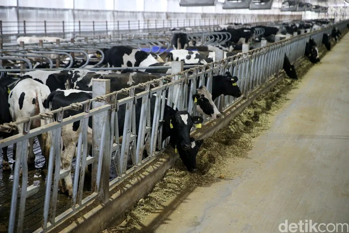 Brebes Siapkan Mega Farm Sapi Perah Terbesar di Indonesia, Target Produksi 180.000 Ton Susu Tahunan