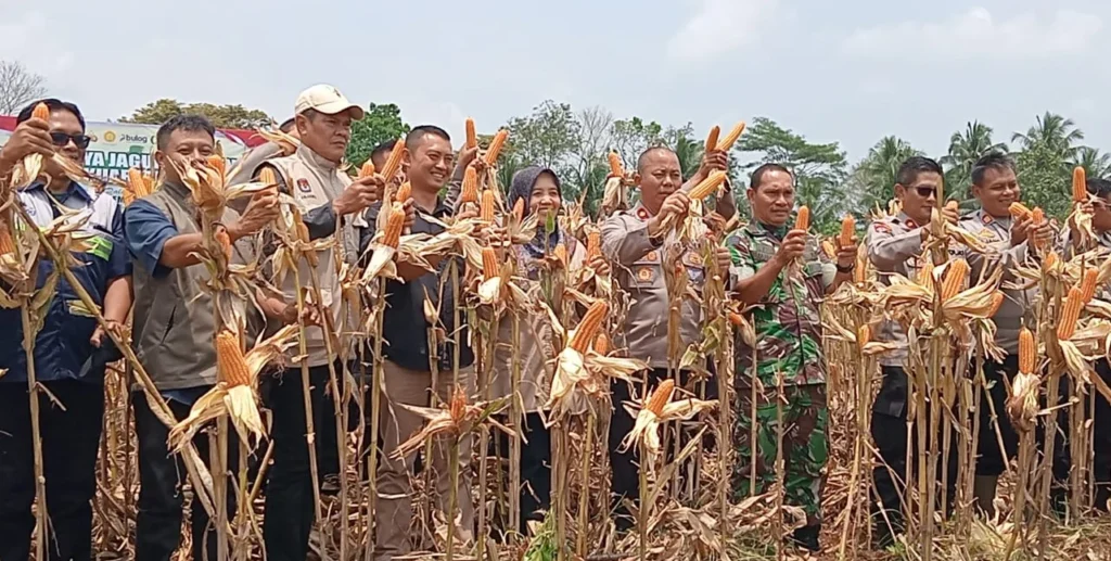 BUMDes Muktisari Ciamis Dorong Ketahanan Pangan dengan Penanaman Jagung Hibrida di Lahan Titisara