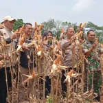 BUMDes Muktisari Ciamis Dorong Ketahanan Pangan dengan Penanaman Jagung Hibrida di Lahan Titisara