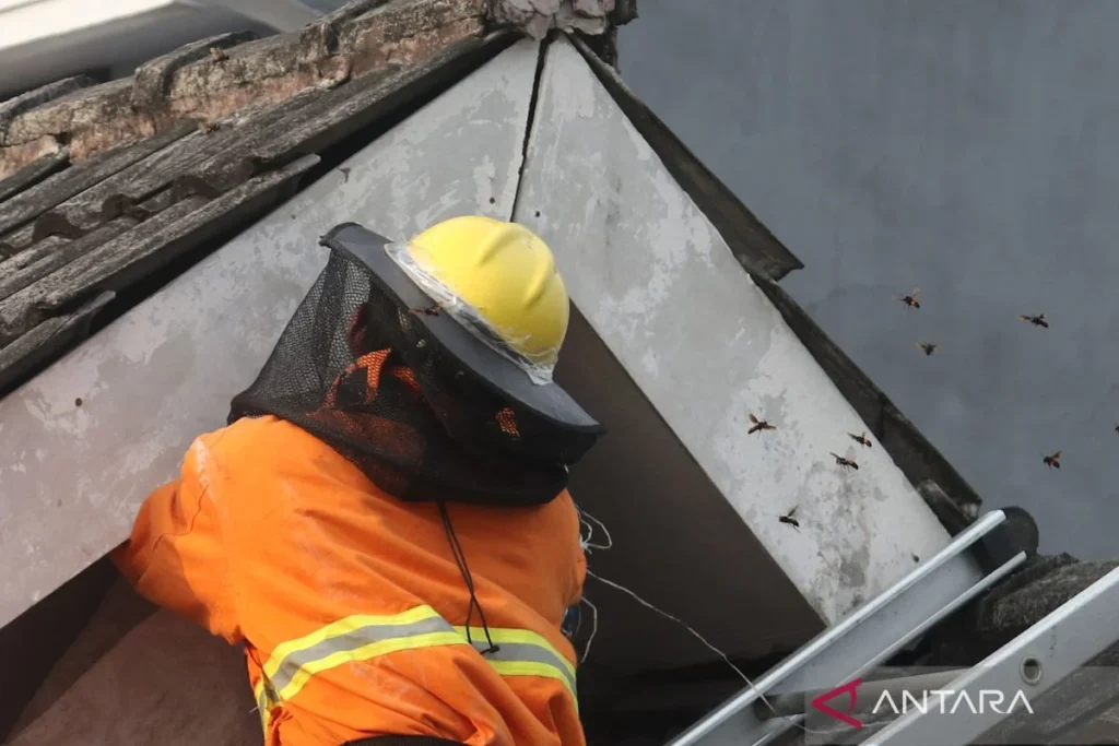 Damkar Ciamis Gercep Evakuasi Sarang Tawon Vespa di Plafon Rumah Warga Rancah