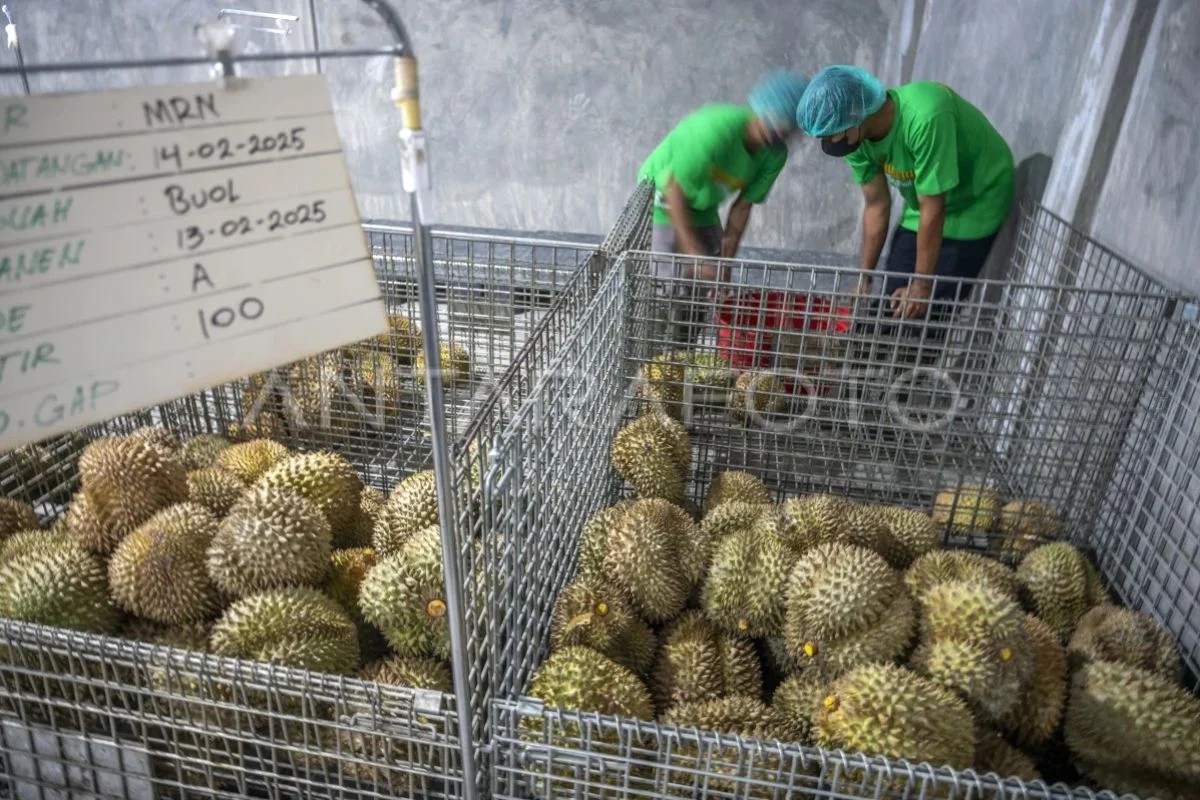 Ekspor Durian Beku Indonesia ke China Melonjak Tajam, Capai Lebih dari 4.000 Ton pada 2026