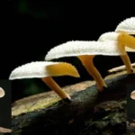 Jamur Pemakan Emas: Terobosan Bioteknologi yang Mengubah Industri Pertambangan