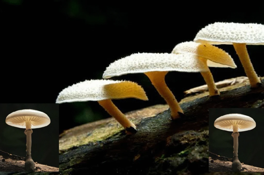 Jamur Pemakan Emas: Terobosan Bioteknologi yang Mengubah Industri Pertambangan