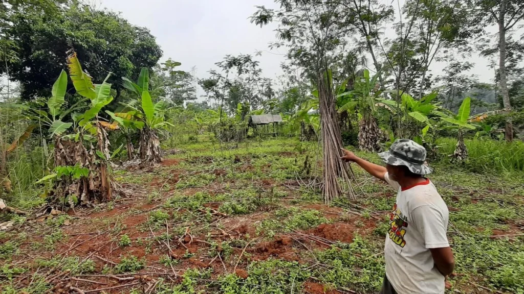 PBPH Sumut Dicabut, 11 Ribu Pekerja Kehutanan Terancam Kehilangan Mata Pencaharian
