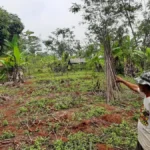 PBPH Sumut Dicabut, 11 Ribu Pekerja Kehutanan Terancam Kehilangan Mata Pencaharian