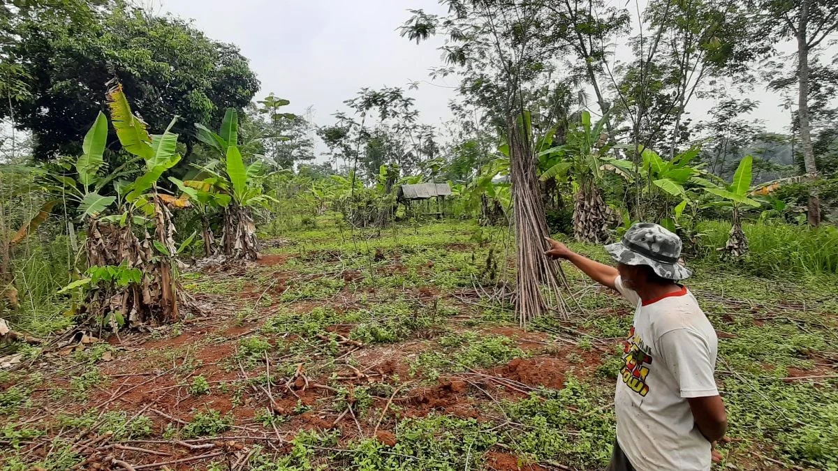 PBPH Sumut Dicabut, 11 Ribu Pekerja Kehutanan Terancam Kehilangan Mata Pencaharian