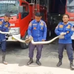 Ular Panjang 3 Meter Mengeram Empat Ayam, Damkar Banjar Lakukan Evakuasi dan Penanganan