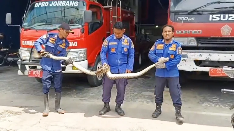 Ular Panjang 3 Meter Mengeram Empat Ayam, Damkar Banjar Lakukan Evakuasi dan Penanganan