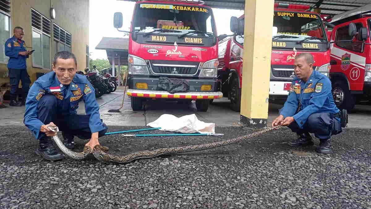 Ular Tersembunyi di Kap Motor, Warga Ciakar Ciamis Minta Damkar Evakuasi